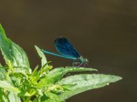 Blauflügel Prachtlibelle Männchen